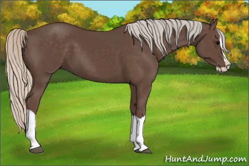 Horse Color:Silver Black Splash 