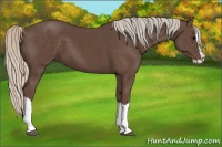 Horse Color:Silver Black Splash 