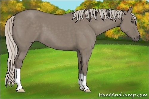Horse Color:Unknown 