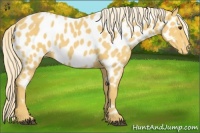 Horse Color:Palomino Near Leopard