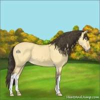 Horse Color:Buckskin Dun 