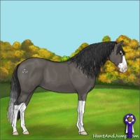 Horse Color:Grullo Splash