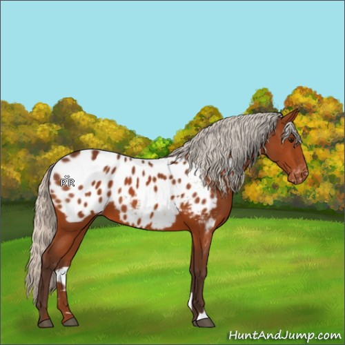 Horse Color:Silver Bay Appaloosa 