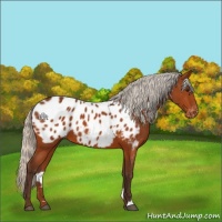 Horse Color:Silver Bay Appaloosa