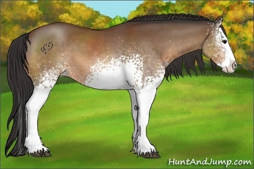 Horse Color:White Spotted Bay Splash Appaloosa