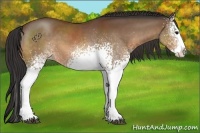 Horse Color:White Spotted Bay Splash Varnish 