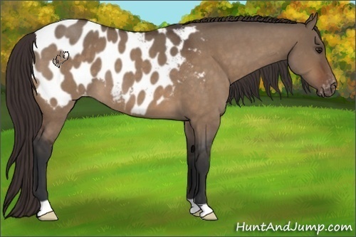 Horse Color:Bay Roan Dun Appaloosa