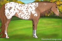 Horse Color:Chestnut Appaloosa