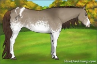 Horse Color:White Spotted Liver Red Dun Blanket Rabicano