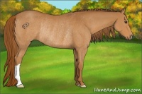 Horse Color:Chestnut Rabicano 