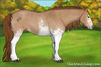 Horse Color:White Spotted Red Roan Rabicano 