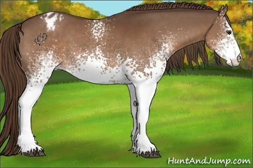 Horse Color:White Spotted Liver Chestnut Appaloosa