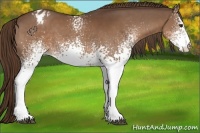 Horse Color:White Spotted Liver Chestnut Varnish