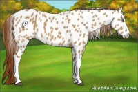 Horse Color:Red Dun Near Leopard 