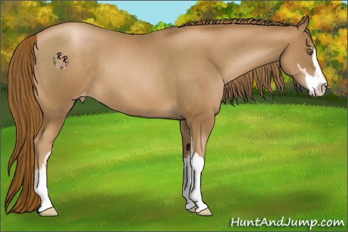 Horse Color:Liver Chestnut Pearl Sabino Appaloosa