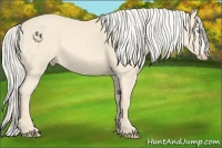 Horse Color:Cremello 