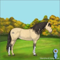 Horse Color:Buckskin Dun 