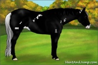 Horse Color:Black Splash Tobiano 