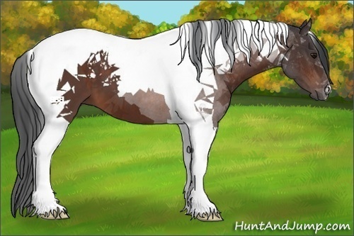 Horse Color:Brown Tobiano 