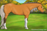 Horse Color:Gray Silver Buckskin 