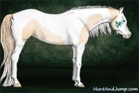 Horse Color:Buckskin Roan Pearl Splash Tobiano 