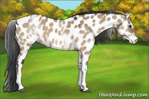 Horse Color:White Spotted Brown Dun Sabino Appaloosa 