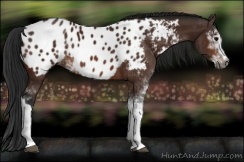Horse Color:Gray Bay Sabino Near Leopard 