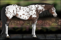 Horse Color:Gray Bay Sabino Near Leopard 