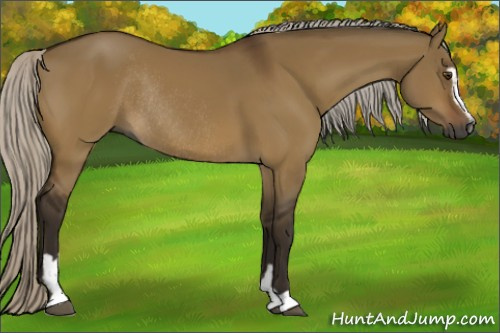 Horse Color:Gray Silver Buckskin Dun Sabino Rabicano