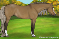 Horse Color:Gray Silver Buckskin Dun Sabino Rabicano