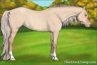 Horse Color:Silver Sable Champagne Roan Dun Rabicano 