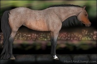 Horse Color:Brown Roan