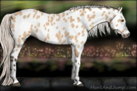Horse Color:Gray Silver Buckskin Dun Sabino Leopard Rabicano