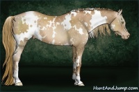 Horse Color:White Spotted Liver Chestnut Pearl Appaloosa 