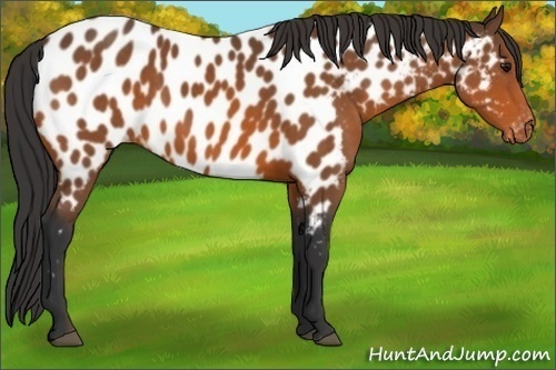 Horse Color:Bay Appaloosa 