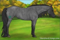 Horse Color:Blue Roan 