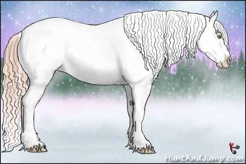 Horse Color:Gold Champagne Appaloosa 