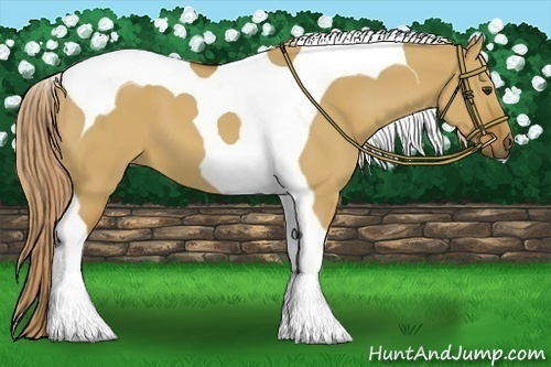 Horse Color:Red Dun Tobiano 