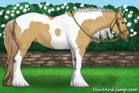 Horse Color:Red Dun Tobiano