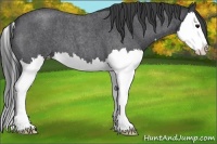 Horse Color:Blue Roan Splash Appaloosa 