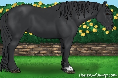 Horse Color:Black 