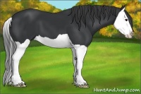 Horse Color:Black Splash