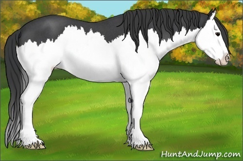 Horse Color:Blue Roan Splash 