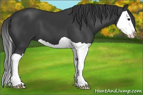 Horse Color:Black Splash