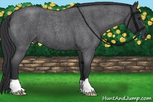 Horse Color:Blue Roan 