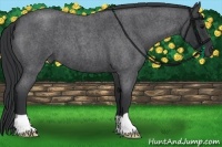Horse Color:Blue Roan 