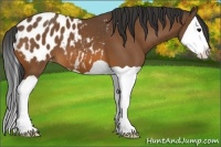 Horse Color:Bay Splash Appaloosa