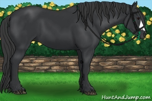 Horse Color:Black 