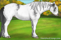 Horse Color:Gray White Spotted Black