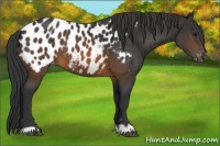 Horse Color:Brown Appaloosa 